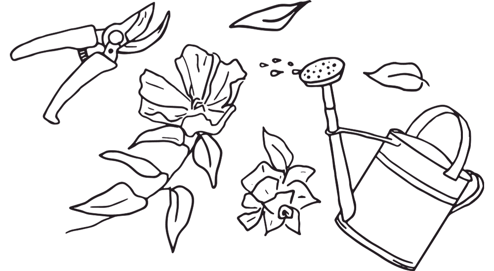 CL_Brand_Florist_Illustrations.png